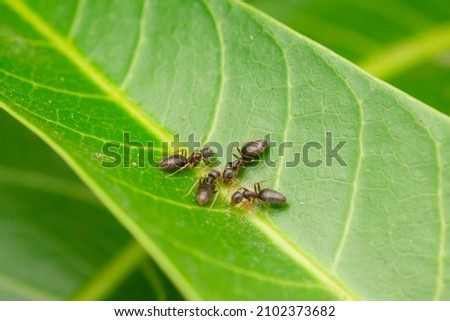 Black garden ants on the mango leaf feeding on the egg of insect. Used selective focus.