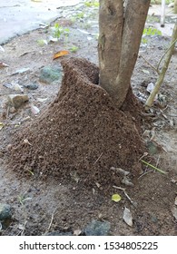 Black Gardner Ant Habitat. They May Nest Underground Or In The Voids, Ants Are Social Insects. They Do Help The Environment 🐜🌍