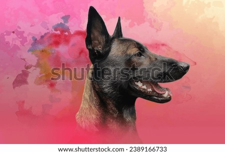 Black german shepher dog ( Belgian Malinois ) 