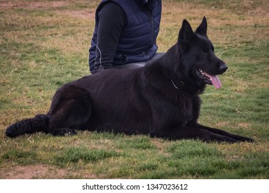 Similar Images Stock Photos Vectors Of German Shepherd Training