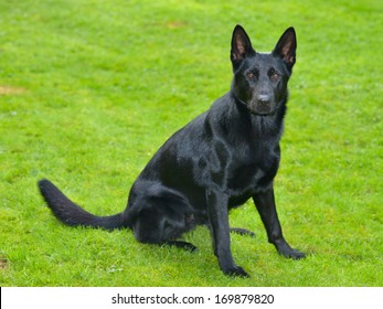 Black German Shepherd Images Stock Photos Vectors Shutterstock