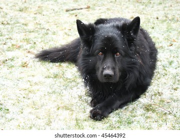 Black German Shepherd Dog