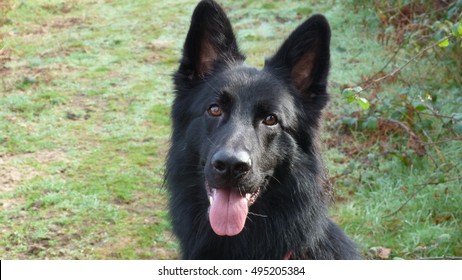 German Shepherd Dogs Stock Photo And Image Collection By Jennymb