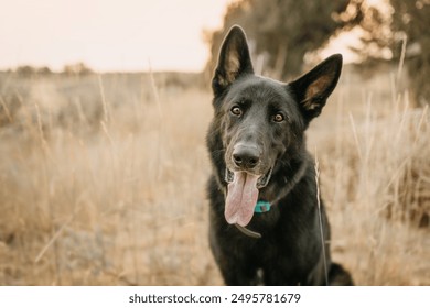 A black German Shepherd dog panting in a dry grassy field, with a playful and happy expression. The photo captures the essence of outdoor adventures with pets. - Powered by Shutterstock