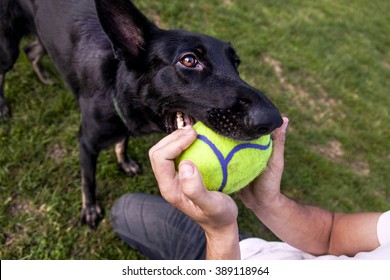 A Black German Shepherd Dog Playing With Its Owner On A Frisk Morning In The Park.