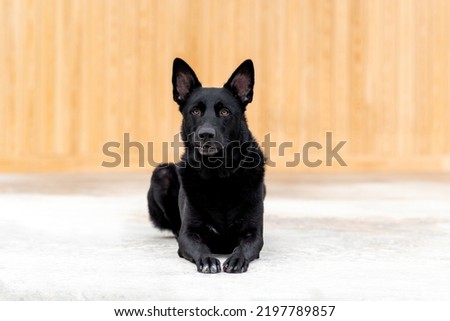 Black German Shepherd Dog, working line shepherd. Portrait of a black dog in an urban setting in the city. Dog outdoors at a town center near shops. Purebred Headshot. Well behaved trained dog.
