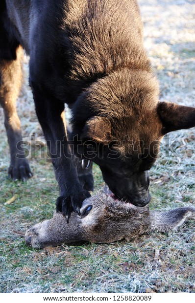 Black German Shepherd Eating Deer Meat Royalty Free Stock Image