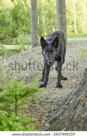 Black German Shepherd enjoying freedom
