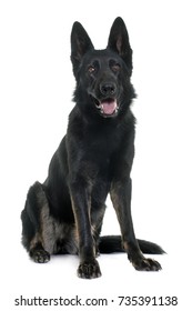 Black German Shepherd Images Stock Photos Vectors Shutterstock