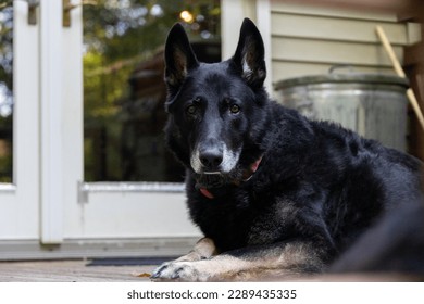 Black German Shepherd with a Grey Muzzle, Tan Paws, and Red Coll - Shutterstock ID 2289435335