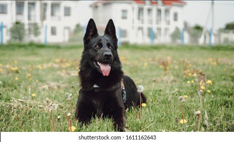 Black German Shepherd Images Stock Photos Vectors Shutterstock