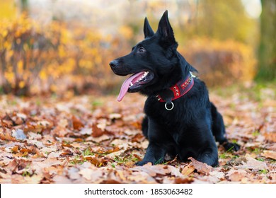 Black German Shepherd With Long Tongue In Autumn In The Park. Dog Is Waiting For The Owner. Command To Sit, Wait. Obedience, Pet Training. Copy Space, Place For Text