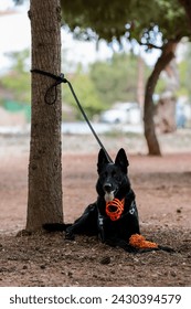 Black German Shepherd with a muzzle. Aggressive behavior of dogs in public places. Dog tied to a tree
