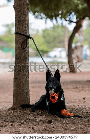 Black German Shepherd with a muzzle. Aggressive behavior of dogs in public places. Dog tied to a tree