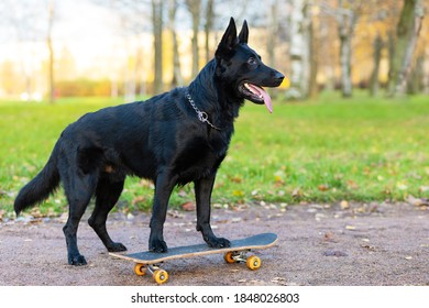 スケボー 犬 の画像 写真素材 ベクター画像 Shutterstock