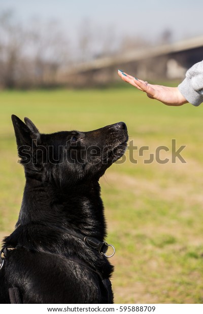 Black German Shepherd Training Stay Command Stock Photo Edit Now