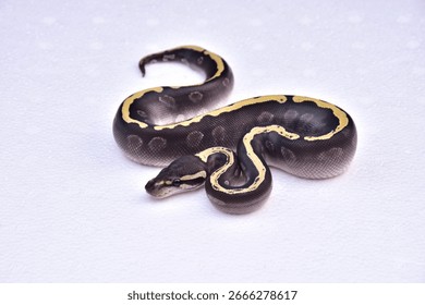 Black GHI Mojave Ball Python