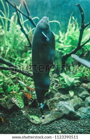 black ghost knifefish in aquarium, Apteronotus albifrons Stock photo © 