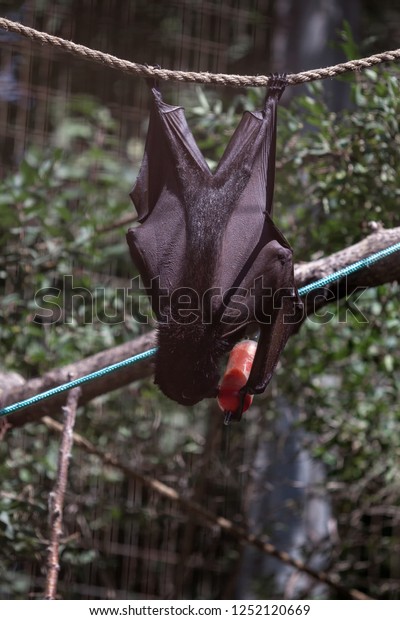 Black\
Giant fruit bat hanging from a rope eating\
fruit