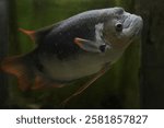 Black Giant Gourami - Osphronemus Goramy