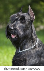 Black Giant Schnauzer