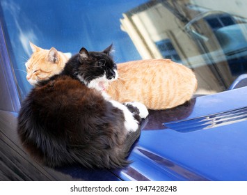 Black Ginger Cat Relaxing On Car Stock Photo 1947428248 | Shutterstock