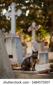 Black and ginger tabby yellow-eyed dreadful homeless cat sitting on a gray stoned grave at Limassol city cemetery, blurred graveyard on background