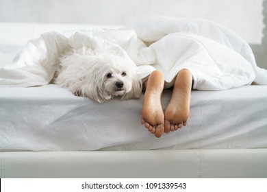 Black girl in bed in the morning with white dog. Tired young African American woman sleeping at home with her pet in messy bedroom, showing feet.