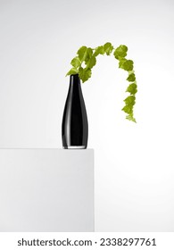 Black glass vase with ivy seedling on a white background