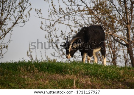 Black goad in a field