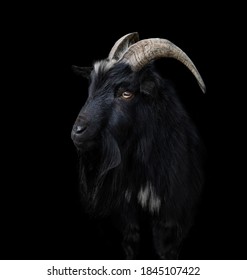 Black goat with big and curved horns on a black