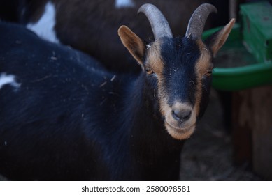 a black goat is looking at the camera