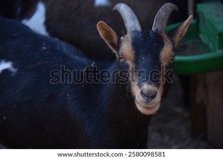a black goat is looking at the camera