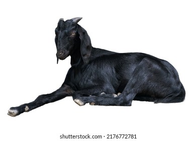 A black goat is lying down and resting, white background
 - Powered by Shutterstock