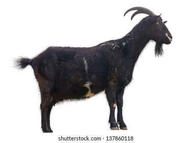 Black Goat On White Background Stock Photo 137860118 | Shutterstock