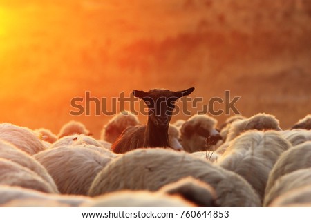 black goat ram with sheep herd in beautiful colors of sunrise