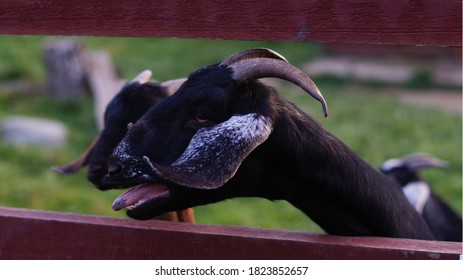 Black Goat Screams Behind The Fence At The Zoo