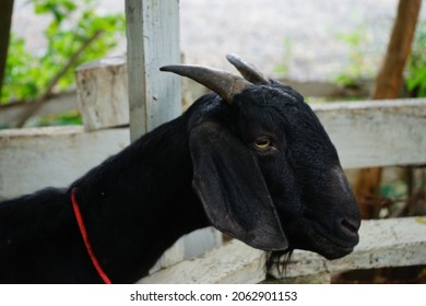 Black Goat Standing Staring At The Camera, Cute, Joker.