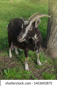 Black Goats Eating Grass Outdoor. Goat In The Field.