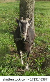 Black Goats Eating Grass Outdoor. Goat In The Field.