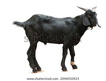 Black Goats stand on white background isolate with clipping path