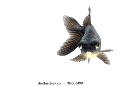 Black Gold Fish