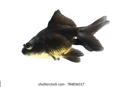 Black Gold Fish