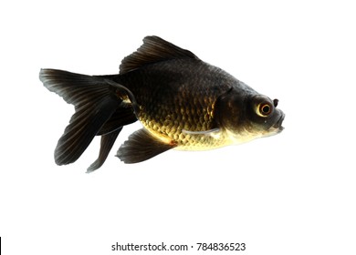 Black Gold Fish