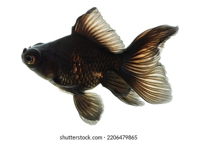 Black Gold Fish Isolated On White Background 