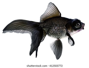 Black  Gold Fish Isolated On White