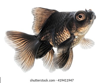 Black Gold Fish Isolated On White Background