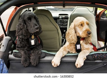 black and golden Cocker Spaniel dogs in back of car
