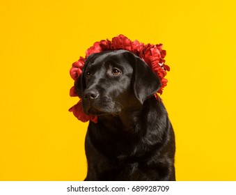 Black Golden Labrador Retriever Dog Isolated Stock Photo 689928709