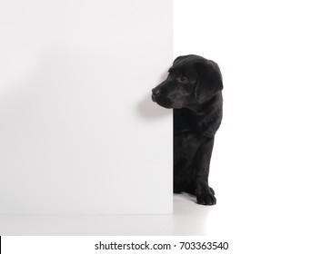 Black golden labrador retriever dog isolated on white background. Studio shot. Portrait of a cute pet.